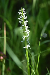 Platanthera