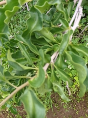 Anisomeria littoralis