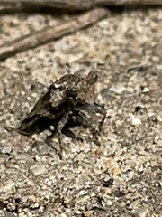 Gelastocoris oculatus