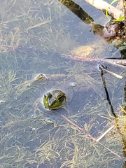 Lithobates clamitans