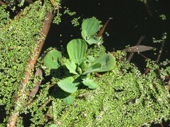 Pistia stratiotes