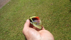 Phymateus viridipes