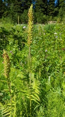 Pedicularis