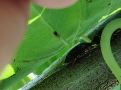 Antiteuchus