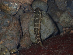 Sicyopterus