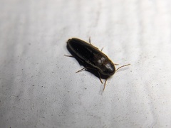 Melandryidae