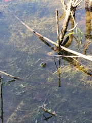 Lithobates clamitans