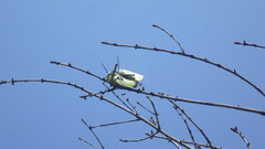 Phymateus viridipes