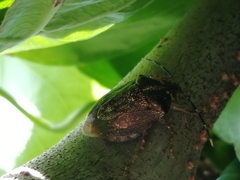 Antiteuchus