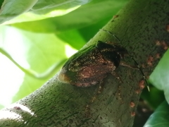 Antiteuchus