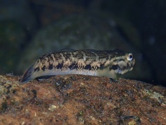 Sicyopterus