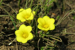 Moraea fugacissima