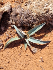 Asparagaceae