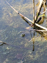 Lithobates clamitans