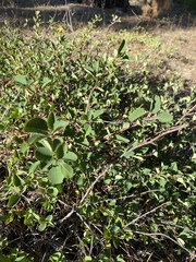 Amelanchier utahensis
