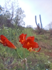 Phycella cyrtanthoides