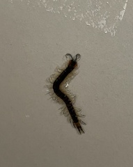 Hemiscolopendra marginata