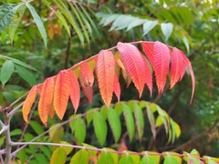 Rhus glabra