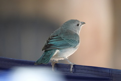 Thraupis sayaca