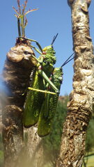 Phymateus viridipes