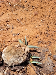 Asparagaceae