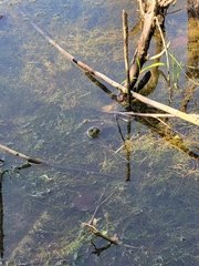 Lithobates clamitans