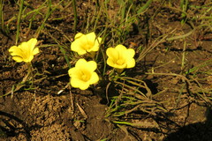 Moraea fugacissima