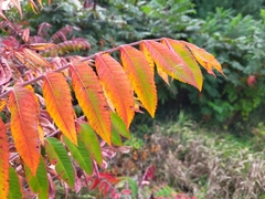 Rhus glabra