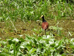 Jacana spinosa