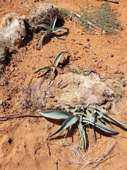 Asparagaceae
