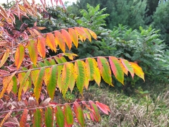 Rhus glabra