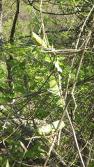 Phymateus viridipes