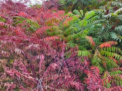 Rhus glabra