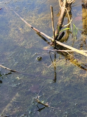 Lithobates clamitans