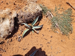 Asparagaceae