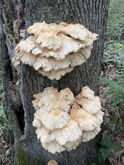 Laetiporus cincinnatus