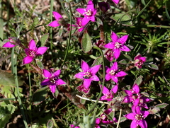 Aizoon paniculatum