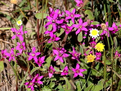 Aizoon paniculatum