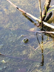 Lithobates clamitans
