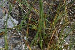 Vespula atropilosa