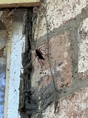 Tachypompilus ferrugineus