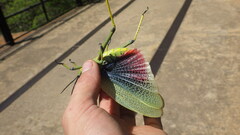 Phymateus viridipes