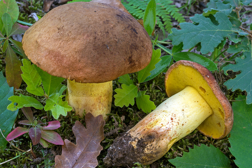 Boletus appendiculatus