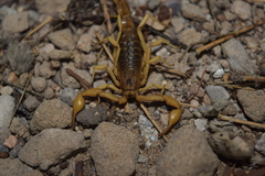 Mesobuthus phillipsi