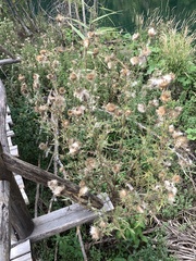 Cirsium