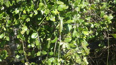 Phymateus viridipes