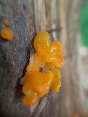 Dacrymyces
