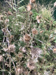 Cirsium