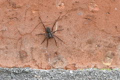 Pardosa amentata
