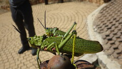 Phymateus viridipes